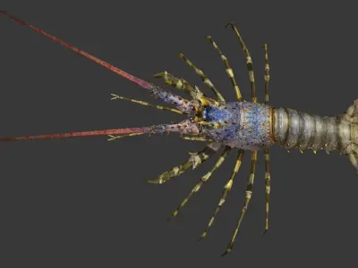 Australian lobster Low-poly 3D model purchase