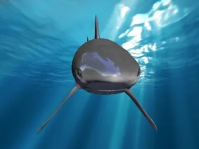 shark Low-poly 3D model 2