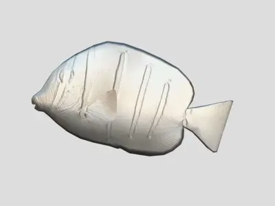 Acanthurus Triostegus Convict Tang Realistic Animated Low-poly 3D model