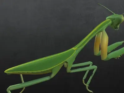 Praying Mantis 3D model