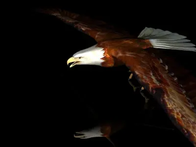 Eagle Full Rigged Low-poly 3D model