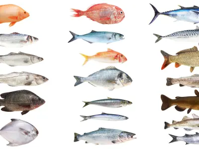  Underwater Animals Big Collection 34 in 1 
