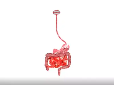 Digestive System 3D model