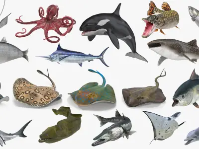 Rigged Fishes Collection 5 3D model