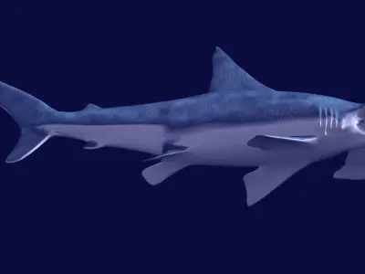 Hammerhead Shark 3D model get
