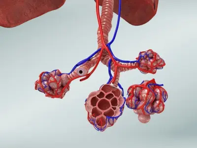 Anatomical Cross-Sectoion of LUNGS Low-poly 3D model
