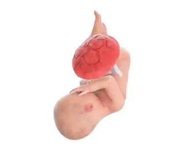 Fetus Anatomy Week 41 Static 3D model