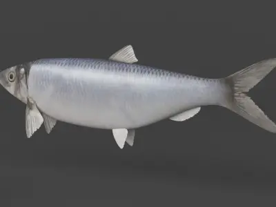 Fish Herring 3D model purchase
