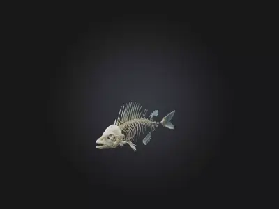 Realistic Fish Skeleton Model Low-poly 3D model