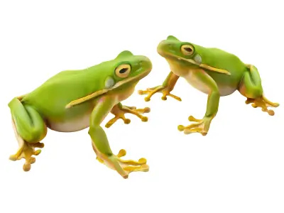 Frog bullfrog 3D model