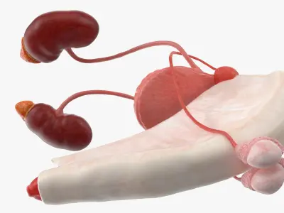 Dog Male Urogenital Organs with Kidneys and Testes 3D model