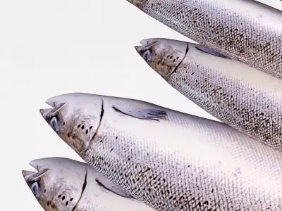 Semga Fish 3D model