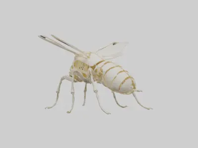 Beetle Skeleton model Low-poly 3D model