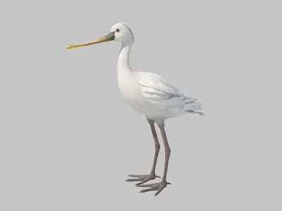spoonbill stork with beak 3D model