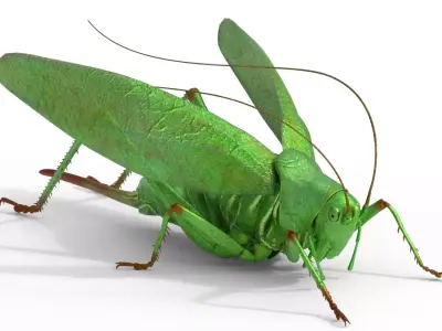 Tettigonia viridissima green bush Free low-poly 3D model