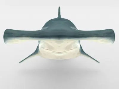 Hammerhead shark Low-poly 3D model get