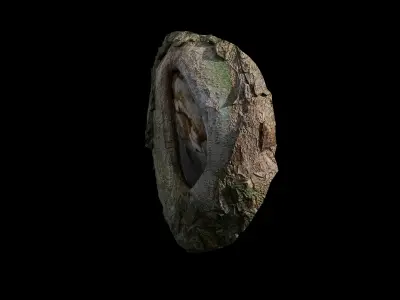 Anydrafts Salix matsudana Burl 04 Low-poly 3D model