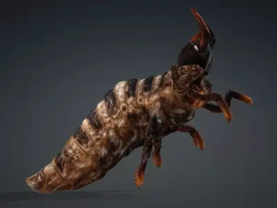 Larval-V1c 3D model