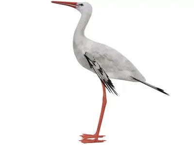 Stork 3D model purchase