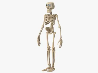 Cartoon Skeleton 