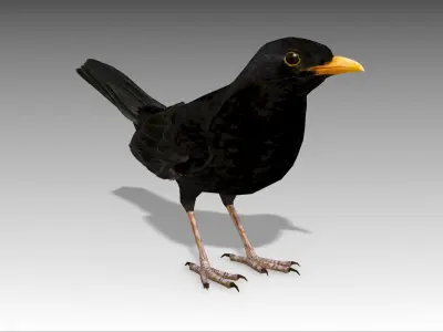 Blackbird 3D model