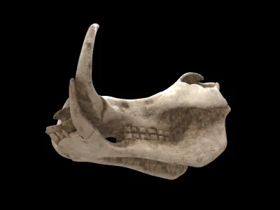 warthog skull 3D model