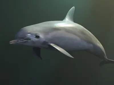 Dolphin Rigged swimming in sea Low-poly 3D model