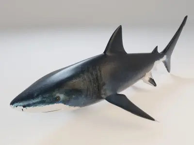 Great White Shark - Queen of the Ocean  Low-poly 3D model