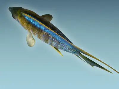 Chicild Fish 3D model