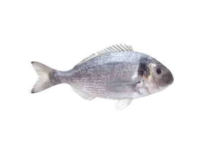 Fish Collection  buy 3D model