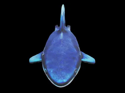 Low-polygon shark model Low-poly 3D model