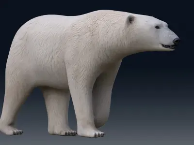 Polar Bear NO FUR 3D model