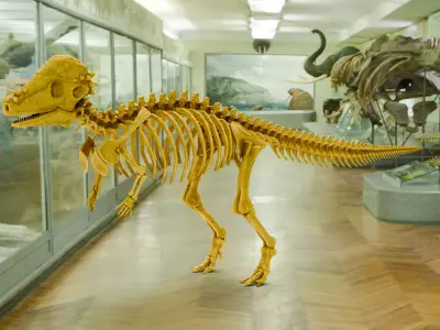 Realistic Ancient Reptilians Fossil - Pachycephalosaurus Low-poly 3D model