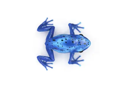 Blue Poison Dart Frog Animated 3D model