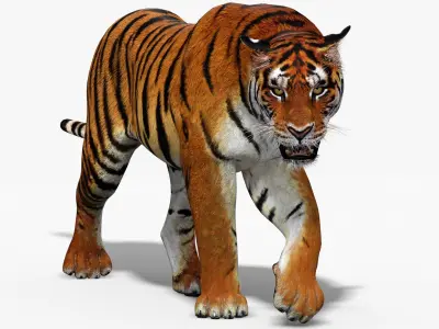 Big Cats Animated 3D model