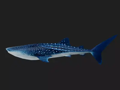 Shark Low-poly 3D model 34