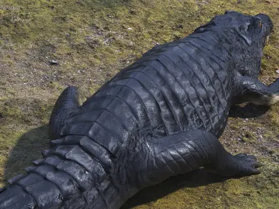 Crawling Black Caiman 3D model