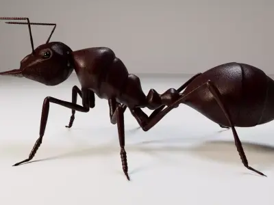 Ant 3d 3D model