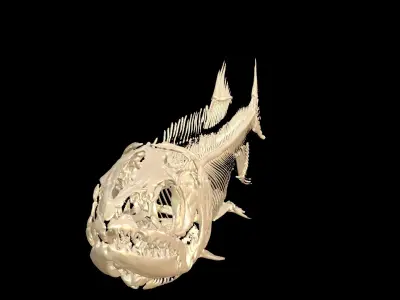 Fish Skeleton SALMON BONES Low-poly 3D model