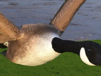  North American Goose Flying Pose 