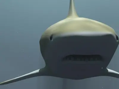 Black Tip Reef Shark 3D model