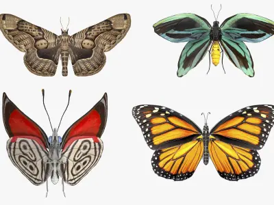 Animated Butterflies Rigged Collection for Cinema 4D 3D model