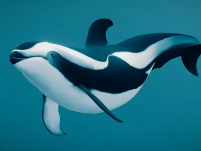 Hourglass Dolphin 3D model