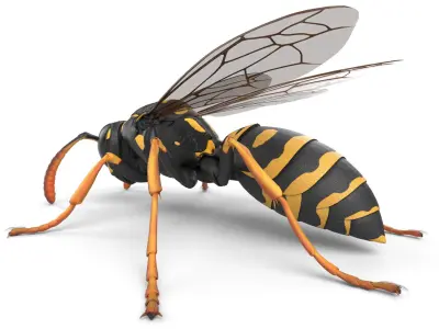 Wasp Low-poly 3D model