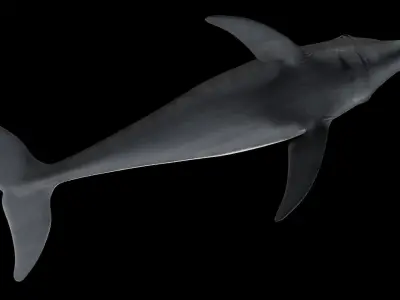 Dolphin Low-poly 3D model 3