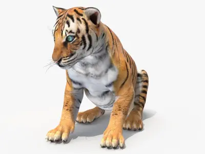 Tiger Cub Sitting 3D model
