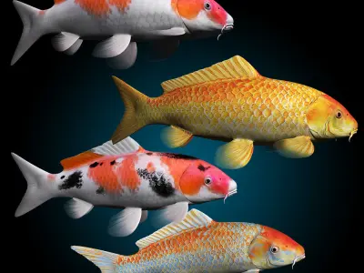 Koi Fish 3D model order