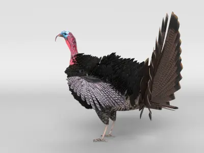  Turkey Animated 