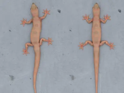 Wall Gecko Low-poly 3D model