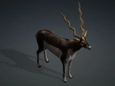antilope 3d animal with motion Free 3D model